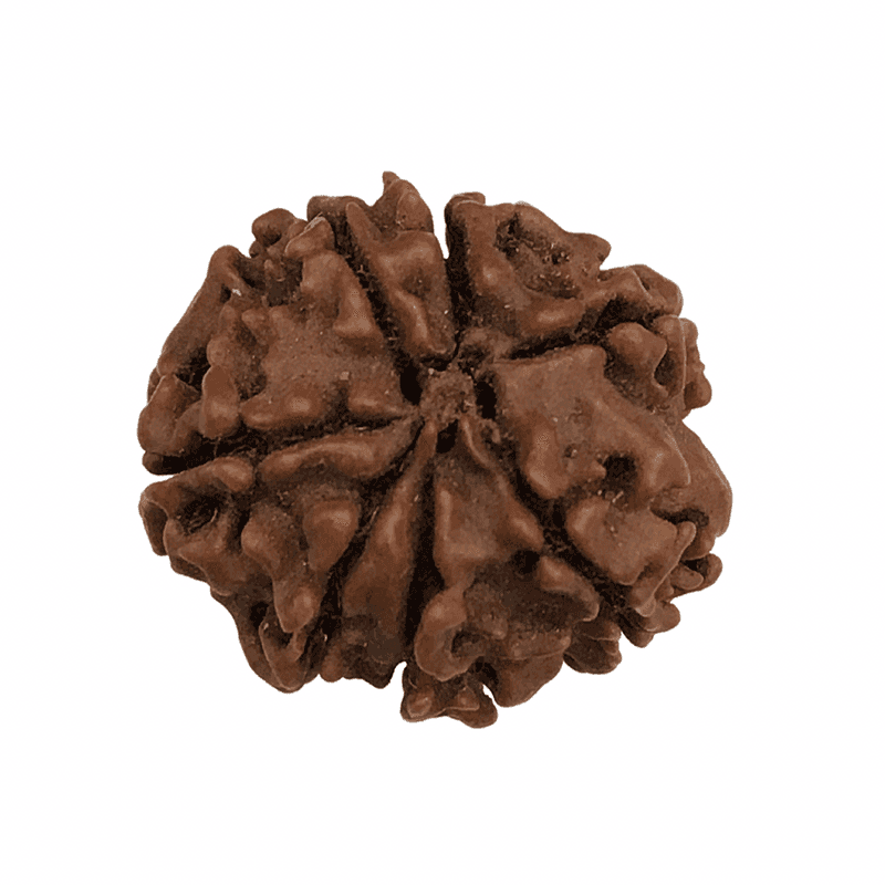 7 Mukhi Kantha Rudraksha