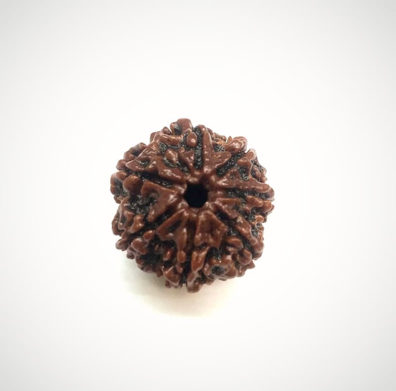 7 Mukhi Collector Grade