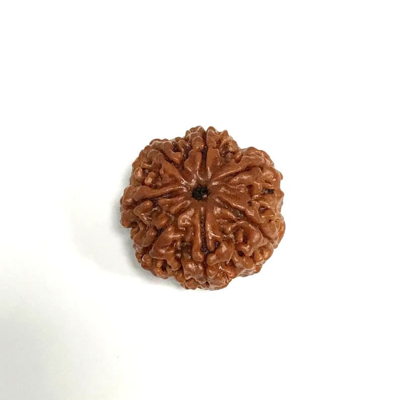 7 Mukhi Nepali Rudraksha — Gemtre IGL Certified